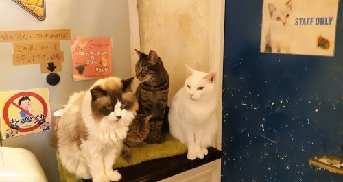 ねこのす