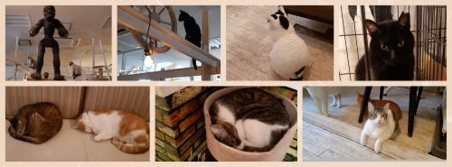 ねこ